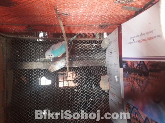 বারজিগার পাখি